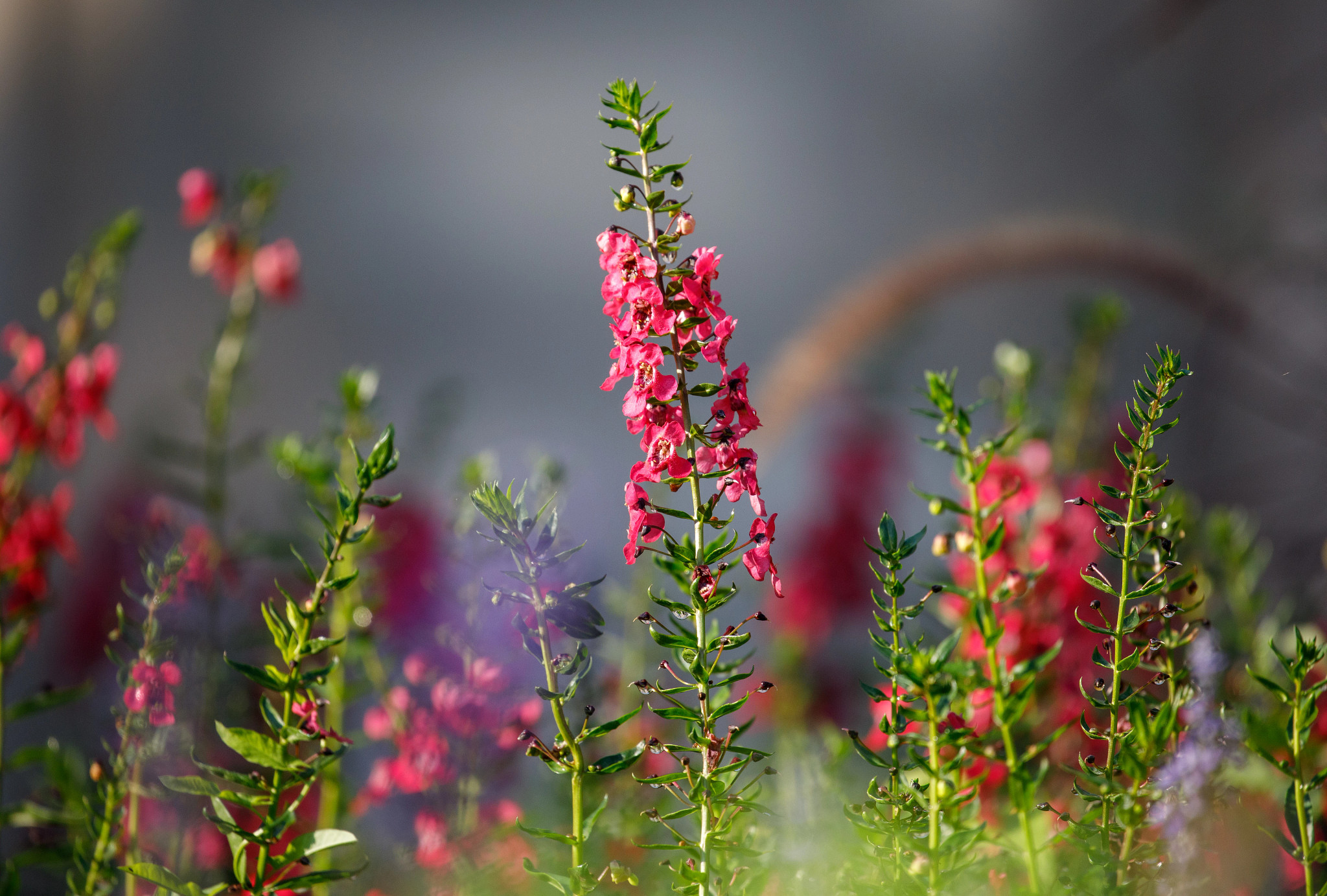 Close photo of red flowers on campus